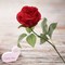 Rose Bud Stem - 48-Pack, Realistic Silk Foliage, Lifelike Blooms, Perfect for Floral Arrangements, Events & Home Décor - Ideal for All Seasons, Floral Home by Artificial Flowers